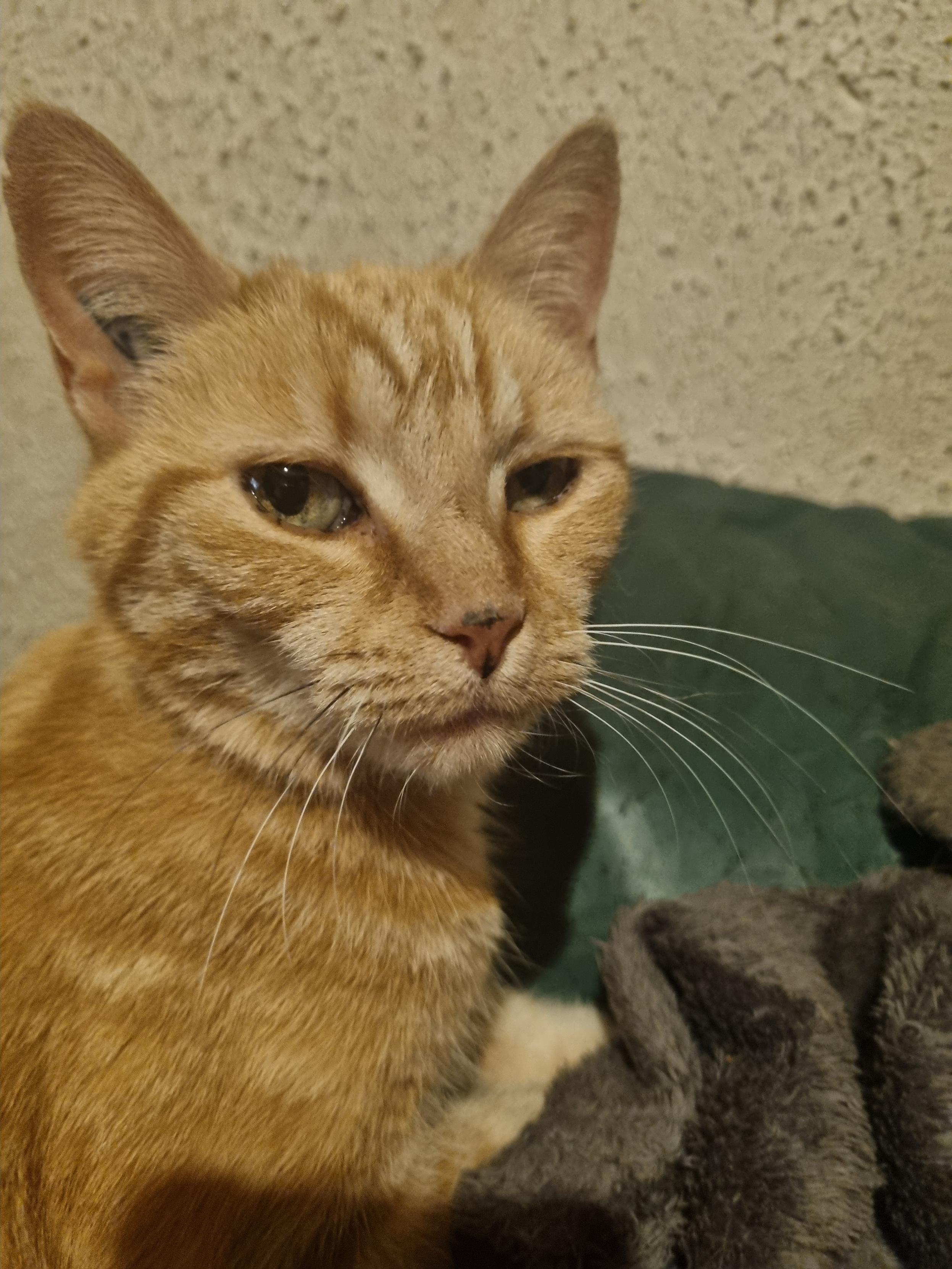 Un très beau chat roux tigré