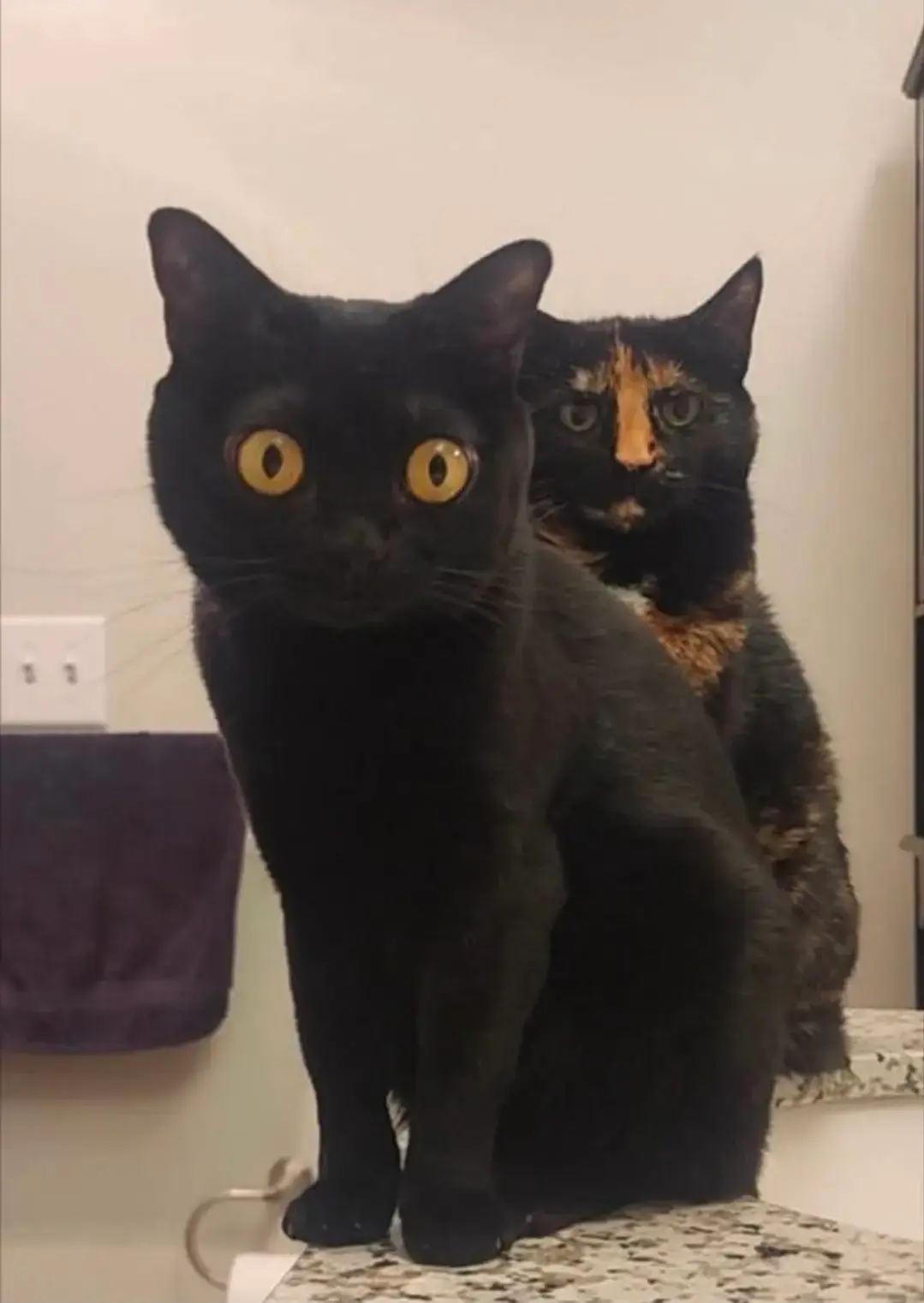 Image montrant deux chats, assis. Au premier plan se trouve un chat entièrement noir, regardant intensément quelque chose dans notre direction. Derrière lui, au second plan, se trouve un autre chat, noir et caramel, se tenant droit et regardant dans la même direction que le premier, l'air déterminé