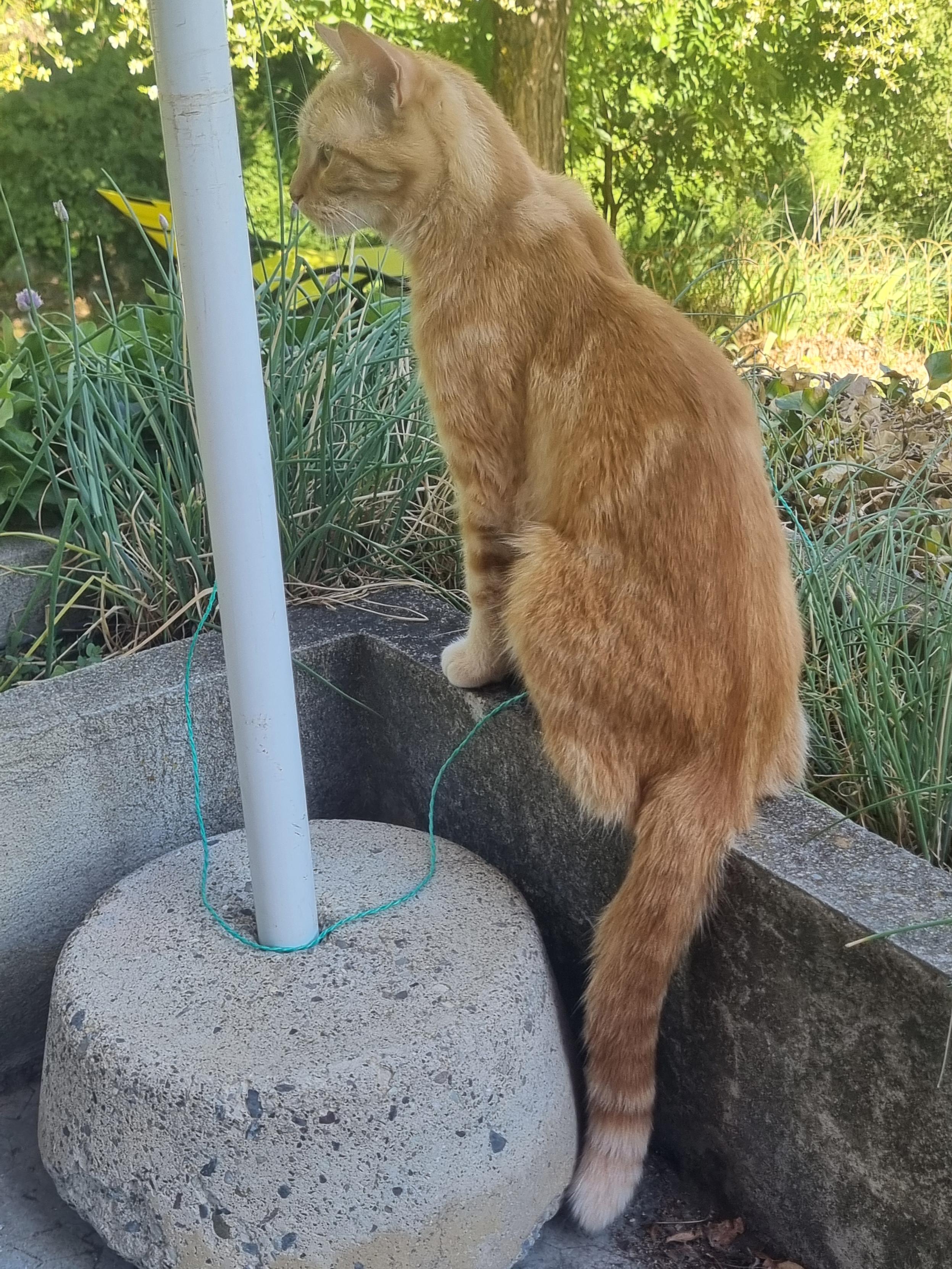 Chat roux sur une jardinière