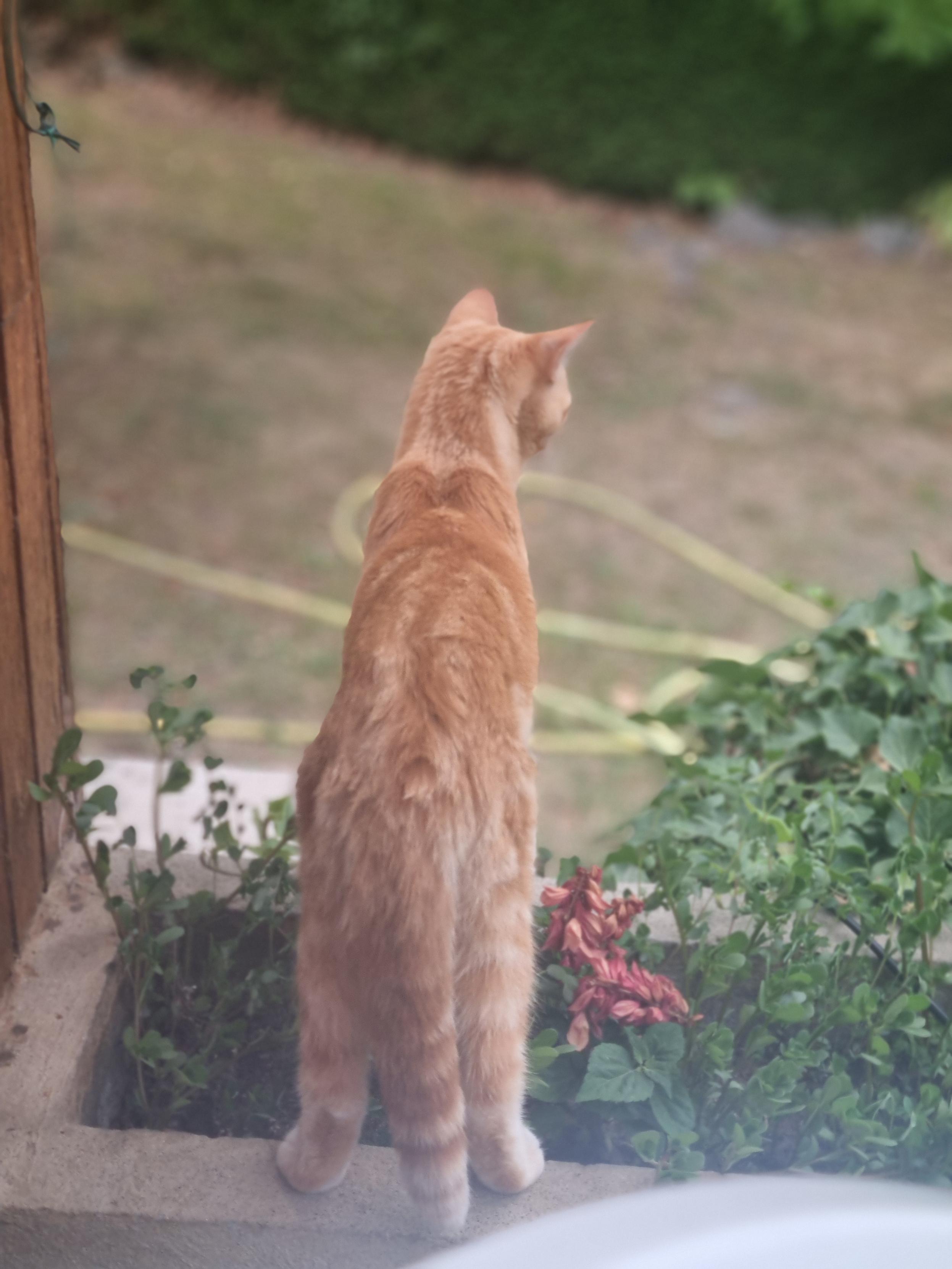 Un chat roux sur une jardinière observe le paysage